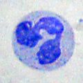 Thumbnail for version as of 09:19, 15 September 2010