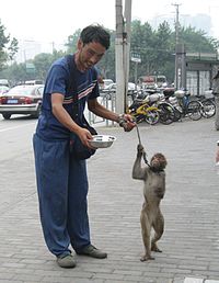 Shanghai-monkey.jpg